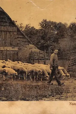 Lunteren Naar de weide Schaapherder met kudde schapen 1906 HC1386 Zwrot pieniędzy