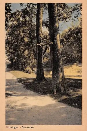 Groningen Sterrebos HC24188 Niska cena