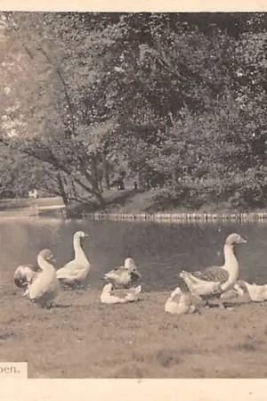 Groningen Noorderplantsoen met ganzen 1915 HC11828 Ekspresowa dostawa