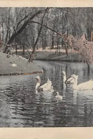 Groningen Noorderplantsoen met zwanen HC3919 Popularny