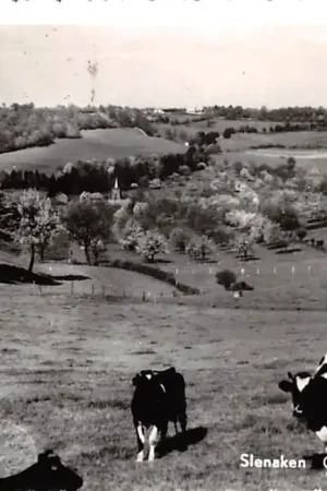 Wysoka jakość Slenaken Gezien vanaf De Plank Koeien in de wei Gulpen - Wittem Limburg HC56600