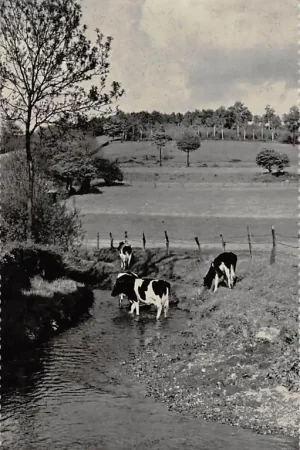 Slenaken (Z.L.) In de Del Koeien in de rivier Limburg Gulpen - WittemHC48137 Ostatnia szansa
