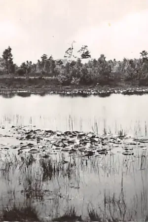 Autentyczny Velden Omgeving De Witte Venlo Limburg HC47076
