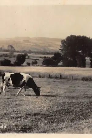 Epen (Z.L.) Vergezicht met grazende koe in de wei 1943 Limburg HC43700 Promocja