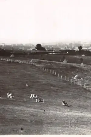 Ekspresowa dostawa Epen Zuid-Limburg Landschap met koeien in de wei HC17914