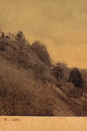 Maastricht St. Pieter 1905 Tulp HC6235 Autentyczny