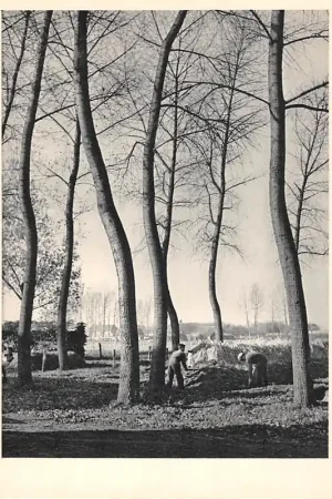 Peppellandschap in De Meierij 's-Hertogenbosch Noord-Brabant HC52731 Oferta limitowana