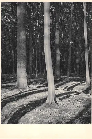 Darmowa dostawa Breda Ginneken Liesbos Noord-Brabant HC51331