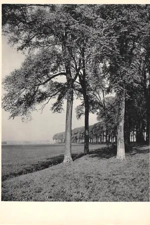 West-Brabant Dijk met iepen Noord-Brabant Etten-Leur Moerdijk HC51330 Rabat
