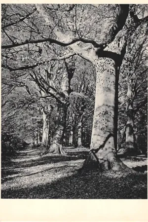 Tani Wouwse Plantage laan met beuken Roosendaal Noord-Brabant HC52723