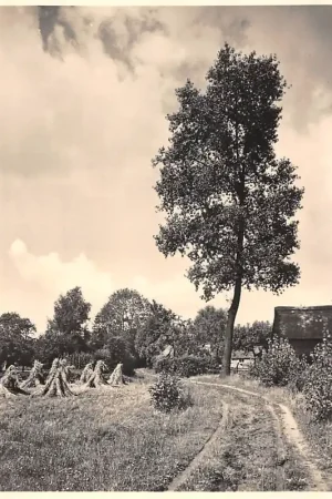 Heeze (NB) Brabantsche Zandgronden 5-centskaart Landschapsserie Nr. 5 Noord-Brabant HC48599 Oferta