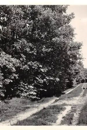 Chaam Ulicotenslaantje Alphen-Chaam Noord-Brabant 1954 HC46561 Premium