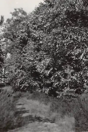 Kup teraz Son en Breugel Bospad Meierij 's-Hertogenbosch Noord-Brabant HC46351