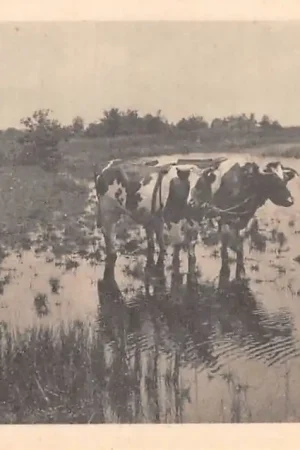 Autentyczny Hilvarenbeek Koeien Ontginningen Levensverzekering-Maatschappij \\