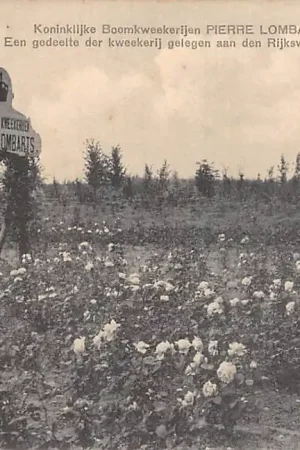 Autentyczny Zundert Koninklijke Boomkweekerijen Pierre Lombarts Een gedeelte der kweekerij gelegen aan den Rijksweg Zundert - Breda Bij Etten-Leur HC21686