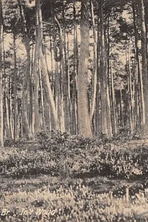 Kup teraz Oisterwijk Omgeving In 't Woud 1918 HC5002