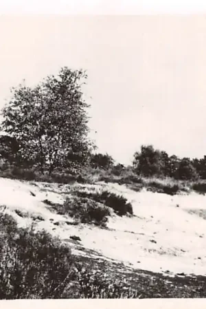 Waalwijk Heidegezicht HC3153 Darmowa dostawa