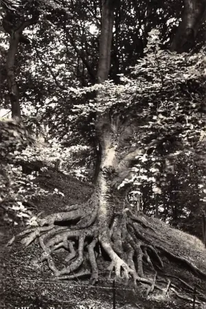 Bergen (NH) 't Woud 1954 HC61325 Ekspresowa dostawa