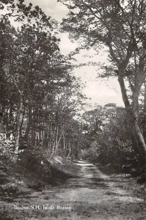 Premium Bergen (NH) In de Bossen 1954 HC61323