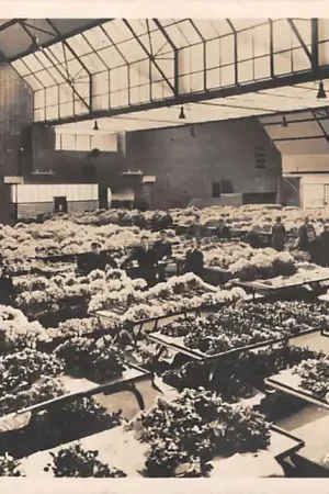 Najlepsza cena Aalsmeer Centrale Veiling Bloemen en planten HC60225