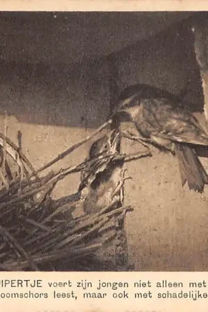 Amsterdam Ver. Bescherming van Vogels Het boomkruipertje voert zijn jongen .. HC57039 Premium