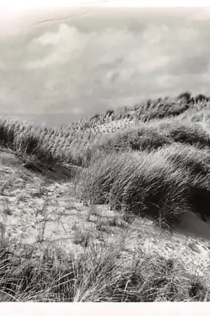 Texel Duinen 1952 HC56408 Bezpieczna płatność