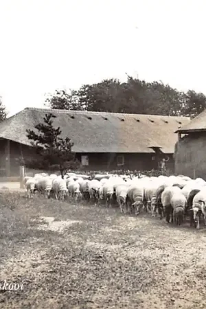 Darmowa dostawa Laren (NH) Gooi Schaapskooi met kudde schapen 1956 HC56131