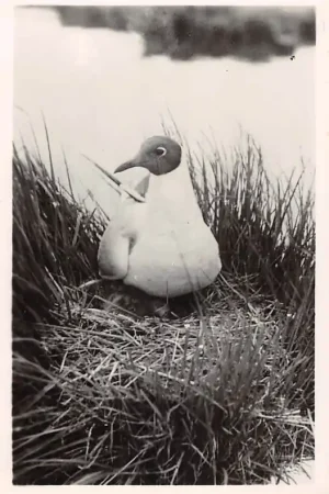 Tani Texel Kokmeeuw op nest 1947 HC53549