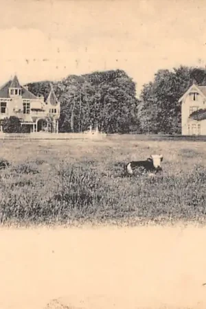 Tani Bloemendaal In Duin en Daal Koeien in de wei 1905 Haarlem HC51739