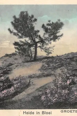 Oryginalny Naarden Groet uit Oud Naarden Heide in bloei 1930 Gooi HC50921