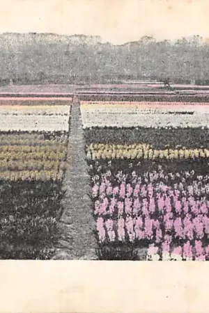 Tani Haarlem Vogelenzang Hyacintenvelden HC49334