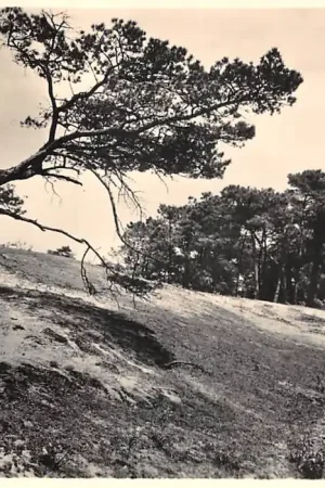 Vogelenzang (N.H.) De binnen duinen 5 Cents kaart Landschapserie Nr. 10 Bloemendaal HC48606 Rabat