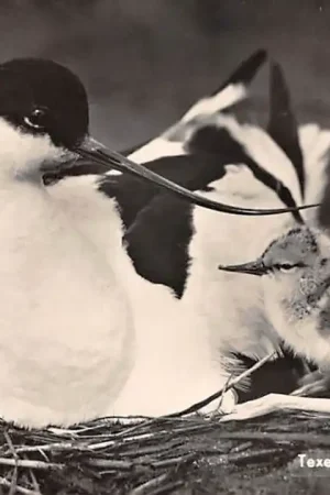 Wysoka jakość Texel Kluut met jong 1959 HC47842