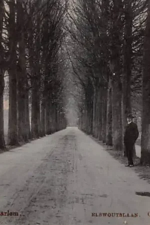 Overveen Elswoutlaan 1905 Tulp Tinto Novum Bloemendaal HC47221 Ostatnia szansa