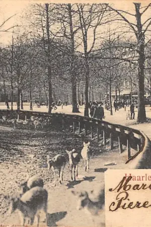 Haarlem Hertenkamp 1900 HC46907 Zamów teraz