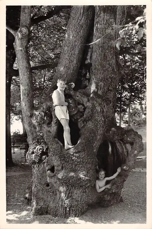 Overveen Kraantje Lek De 400-jarige holle boom 1955 Bloemendaal Haarlem HC46023 Zamów teraz