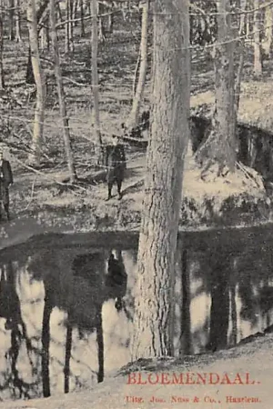 Autentyczny Bloemendaal Boschgezicht Haarlem Tulp HC45601