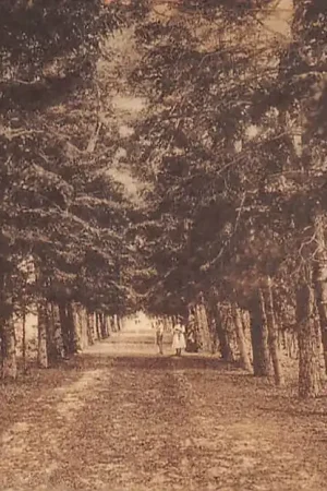 Bergen (NH) Sparrenlaan 1912 HC42914 Nowość