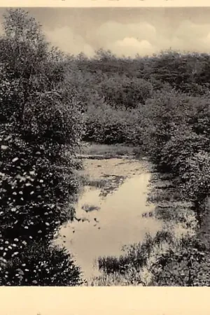 Hilversum Bussum Spanderswoud 1934 HC42389 Kup teraz