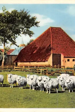 Texel Schapen in de wei HC39926 Bezpieczna płatność