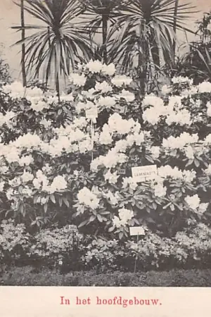 Haarlem Nationale Bloemententoonstelling Maart - Mei 1910 In het Hoofdgebouw HC37611 Zwrot pieniędzy