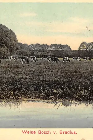 Bussum Weide Bosch v. Bredius met koeien 1911 Nauta 10350 HC37583 Najlepsza cena