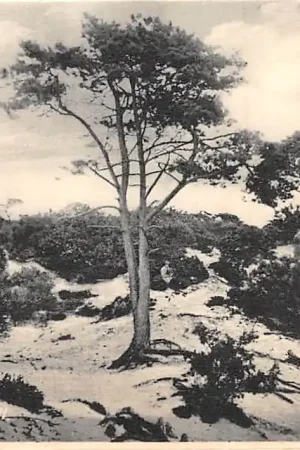 Bergen (NH) In de duinen HC37365 Autentyczny