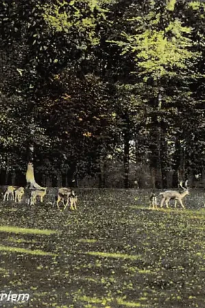 Haarlem Hertenkamp rond 1910 HC35844 Zwrot pieniędzy