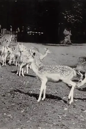 Haarlem Hertenkamp 1959 HC35843 Ekspresowa dostawa