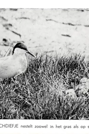 Kup teraz Texel Vogels van Waalenburg Het gewone Vischdiefje nestelt zowel in het gras als op slijk en schelpen HC34412
