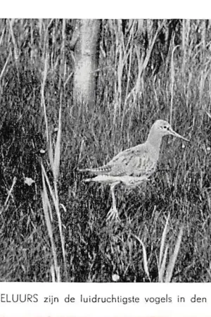 Texel Vogels van Waalenburg De Tureluurs zijn de luidruchtigste vogels in den polder HC34410 Ekspresowa dostawa