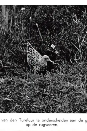 Texel Vogels van Waalenburg Het Kemphennetje is van den Tureluur te onderscheiden .... HC34409 Zwrot pieniędzy