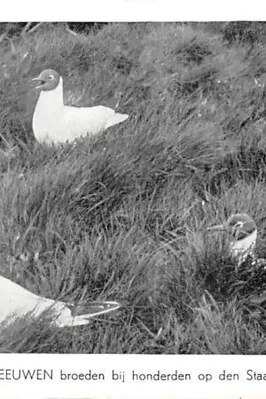 Texel Vogels van Waalenburg De Zwartkopmeeuwen broeden bij honderden op den Staart in Waalenburg HC34408 Zamów teraz
