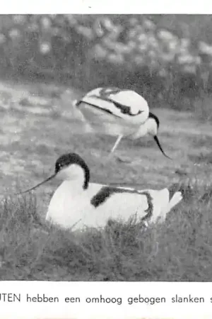 Kup teraz Texel Vogels van Waalenburg De Kluten hebben een omhoog gebogen slanken snavel HC34407